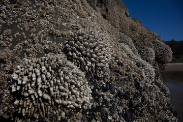 Barnacle in tide pool