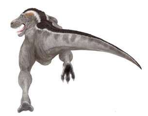 ティラノサウルス　白亜紀後期の大型肉食恐竜。上下の顎は重く鼻先は細長い。頭部を真正面から見るとフクロウのような視野の広がりをもつ。巨大な上顎が視野を妨げるような構造ではなく、獲物との距離感が正確につかめるような構造である。広範な地域順応性があったと思われ、イラストのように寒冷地に生息する同種は体毛を持ったものもいたと思われる。 © Mineo