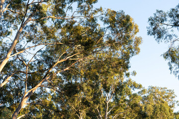 Looking up on tree and blue sky.