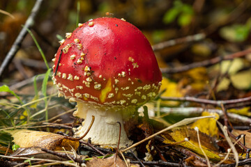 close up of one red  toadstool mushroom grown on fall leaves filled ground in the forest