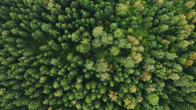 Top down view of autumn forest, fall woodland aerial shot. Drone fly over pine trees and yellow treetops. Zoom in and spin colorful texture in nature. Flight over conifers woods, natural background