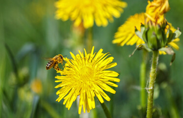 Honey Bee (Apis mellifica) on yellow blooming Dandelion (Taraxacum officinale), Hesse, Germany