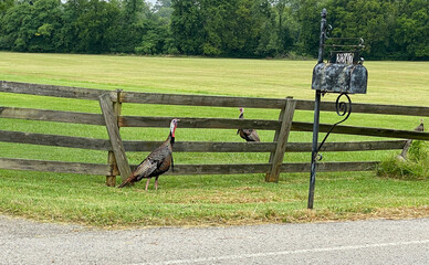 Two Turkey Await The Mail