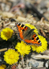 Small Tortoiseshell (Aglais urticae), Baden-Wuerttemberg, Germany
