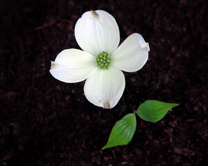 Fototapeta premium White Dogwood Bloom