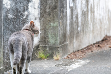 何かを見る猫