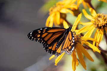 Monarque fabuleux du Québec