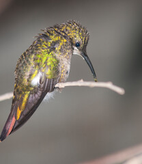 Colibrí en rama © LuisAlberto