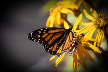 Monarque fabuleux du Québec