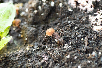 Champignon du Québec