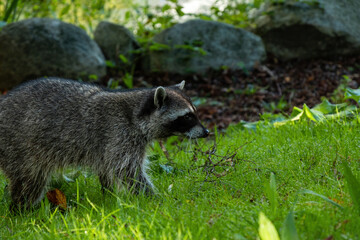 Naklejka na ściany i meble side portrait of one cute young raccoon standing on green grasses near the pond in the park