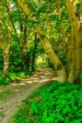 path in the forest