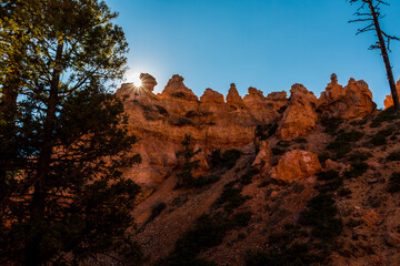 Ponderosa Pines and Hoodoos on The Navajo Loop,Bryce Canyon National Park,Utah,USA