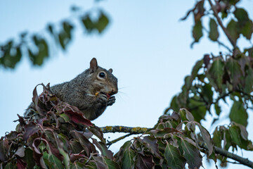 one chubby brown female squirrel enjoying the fruit on top of the tree branch near sunset in the park