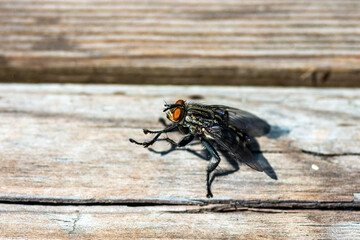 Blowfly, carrion fly, black fly sitting on a wooden surface closeup