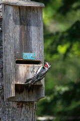 Yellow-bellied Sapsucker drumming on bat box