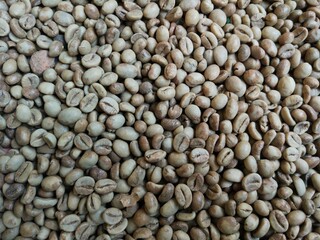 photo of unprocessed coffee beans
