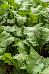 Lush green beetroot / swiss chard leaves growing in the garden.