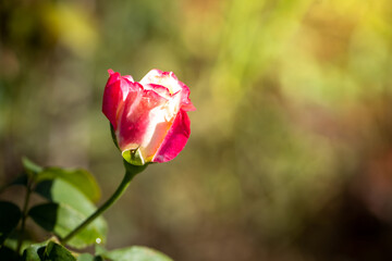 Fototapeta premium Roses in the garden