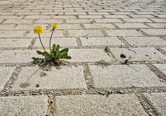 Dandelion (Taraxacum officinale) blooming lonely on sealed concrete area, Hesse, Germany - obrazy, fototapety, plakaty