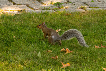 squirrel