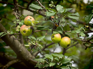 Unripe fruits of apples