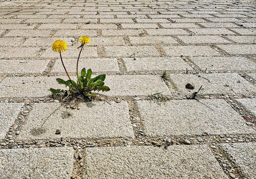 Dandelion (Taraxacum officinale) blooming lonely on sealed concrete area, Hesse, Germany
