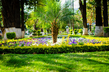 palmera paseo del prado