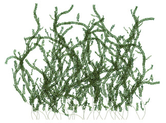 3d Render Ivy Plants Isolated  on white