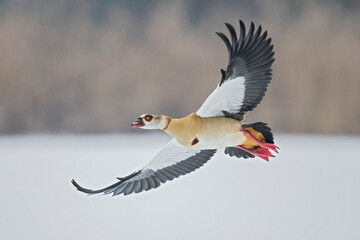 Egyptian Goose (Alopochen aegyptiaca) flight shot, Baden-Wuerttemberg, Germany © Martin Grimm