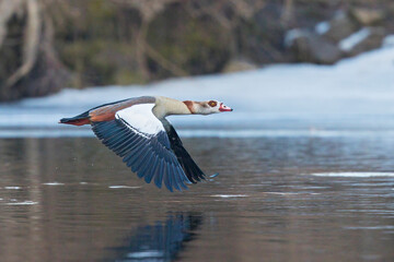 Egyptian Goose (Alopochen aegyptiaca) flight shot, Baden-Wuerttemberg, Germany © Martin Grimm