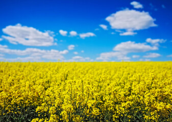 Rape (Brassica napus) yellow blooming field with blue sky and clouds, Baden-Wuerttemberg, Germany