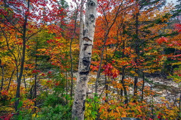 Along the Kancamagus Highway