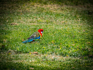 Rainbow Lorikeet Grass