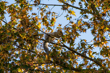 Fototapeta premium squirrel in a tree in autumn