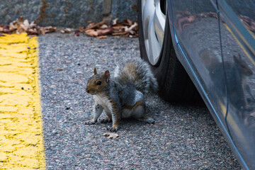 squirrel next to car © Ben