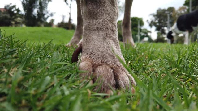 Perro Paseando por el Parque 