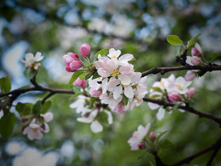 Fototapeta na wymiar Spring flowers on apple-tree branches