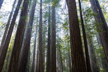 Beams of sunlight pierce a dark, imposing, old-growth Redwood forest in Humboldt, California. Redwood trees, Sequoia sempervirens, are the tallest and most massive tree species on Earth.