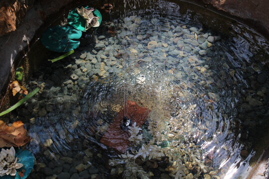 pond.