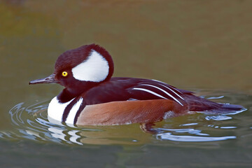 Male Hooded Merganser, Lophodytes cucullatus, close view