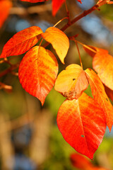 Beautiful fall foliage closeup