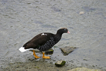 Single Kelp Goose, Chloephaga hybrida, from Patagonia