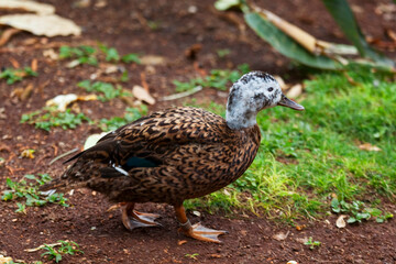 Laysan Duck, Anas laysanensis, close up of walking bird