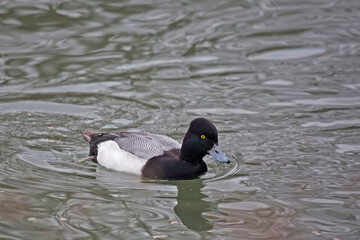 Fototapeta premium Male Lesser Scaup, Aythya affinis, on the water