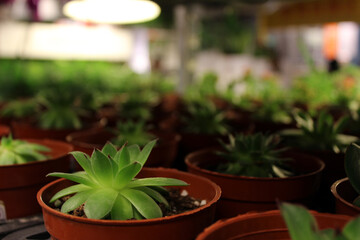 Green plants in rows of flowerpots