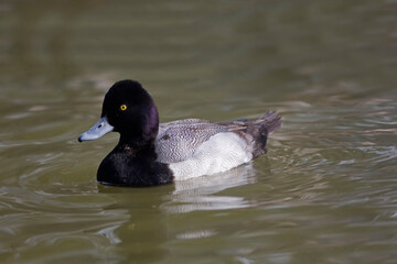 Male Lesser Scaup, Aythya affinis, relaxing on the water