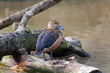 Lesser Whistling Duck, Dendrocygna javanica, resting on a log