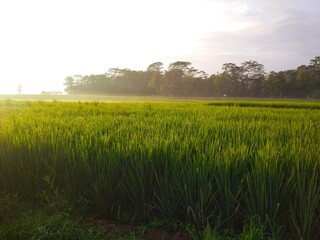 photo of rice fields in the morning