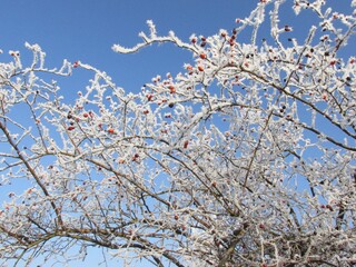 snow covered tree